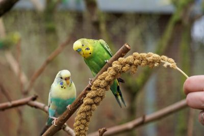 Чем кормить волнистых попугаев кроме кормов