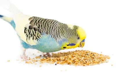 Чем кормить волнистых попугаев кроме кормов