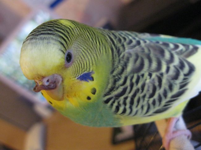 Как вылечить нарост на клюве у волнистого попугая