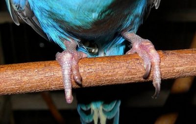 Подагра у волнистых попугаев симптомы