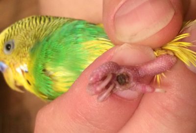 Как вылечить подагру у волнистых попугаев