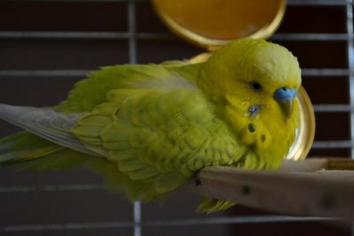 Как лечить волнистого попугая от простуды?