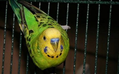 Как вылечить кашель у попугая